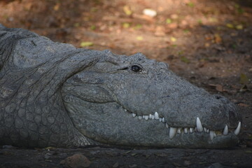 Crocodiles (family Crocodylidae) or true crocodiles are large, semiaquatic reptiles that live throughout the tropics in Africa, Asia, the Americas and Australia. 