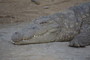 Crocodiles (family Crocodylidae) or true crocodiles are large, semiaquatic reptiles that live...
