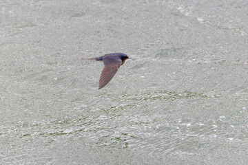 Rauchschwalbe im Flug über dem See
