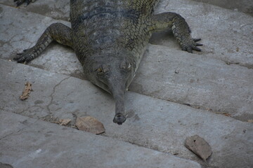 An alligator, or colloquially gator, is a large reptile in the genus Alligator of the family Alligatoridae of the order Crocodilia. The two extant species are the American alligator (A. mississippiens