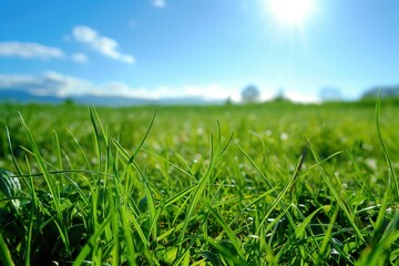 Obraz premium Fresh green grass blades glistening dew bright blue sky vibrant sunny meadow