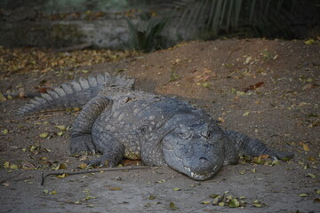 Crocodiles (family Crocodylidae) or true crocodiles are large, semiaquatic reptiles that live...