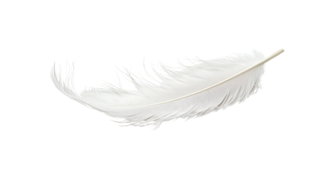 White feather, transparent background