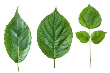 Fototapeta premium Green Leaves Display a Variety of Shapes and Textures, Botanical Study.