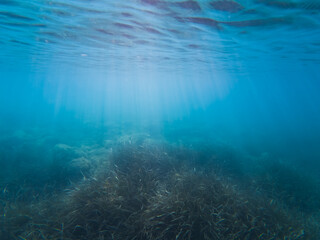 Underwater photograph, algae on the seabed in the Sea, daylight breaks into the water.