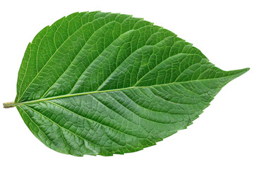 Fototapeta premium Green Leaf Shows Detailed Veins and Texture on Dark Background, Botanical Study.