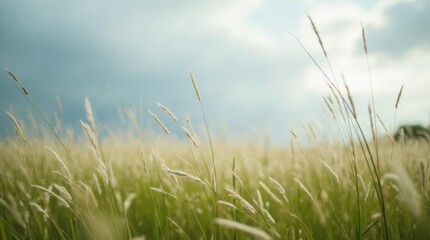 Obraz premium Serene Meadow Under a Cloudy Sky