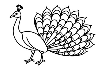 peacock on a white background