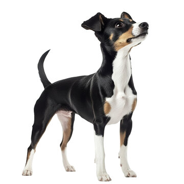 Angled view full body shot of extremely perfect looking single Feist isolated on a white transparent background