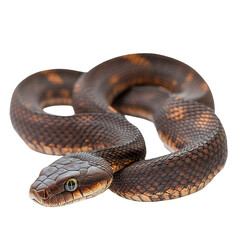 Obraz premium Angled view full body shot of extremely perfect looking single Fierce Snake isolated on a white transparent background