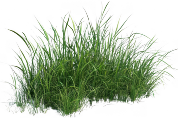 Green Grass Grows Tall and Lush, Vibrant Green Meadow Botany.