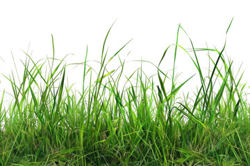 Green Grass Blades Grow Tall Against Dark Background, Lush Meadow Theme