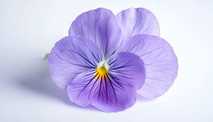 Obraz premium Close-Up of Purple Viola Flower on White Background