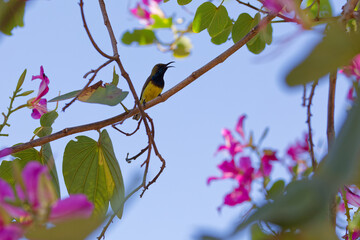 Oiseau Souimanga à dos vert (Cinnyris Jugularis) en Thaïlande.