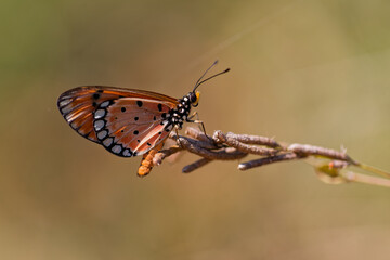 Papillon Acraea Terpsicore (Thaïlande)