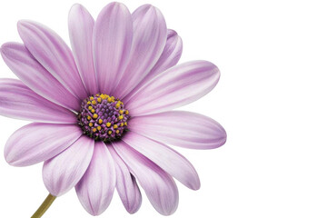 Fototapeta premium Purple Daisy Flower Blooms Beautifully on Black Background, Floral Beauty