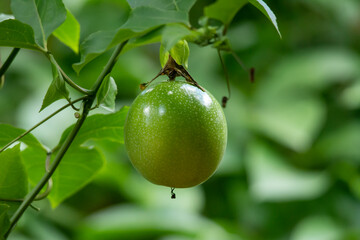 passion fruit