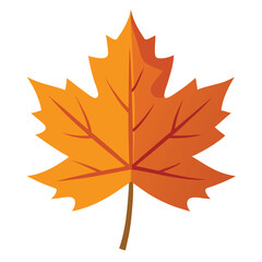 maple leaf isolated on white