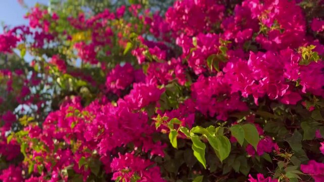 Bougainvillea trees with pink blossoms swaying in the breeze against a blue sky. Showcasing the natural beauty of Cyprus, Greece, and warm Mediterranean regions