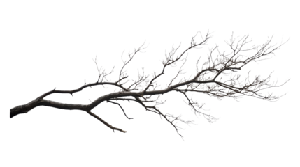 Tree branch without leaves, transparent background