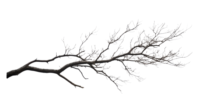 Tree branch without leaves, transparent background