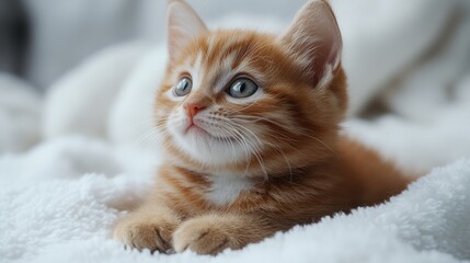 Obraz premium beautiful kitten cat on a white background close up phot