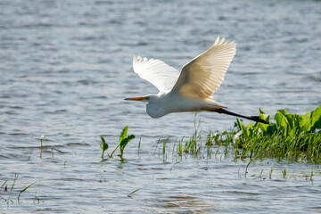 Great egret