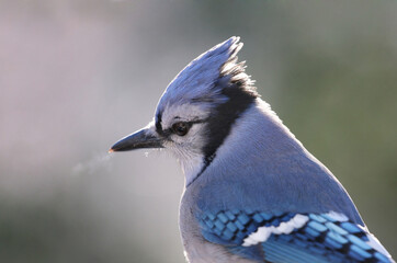 blue jays in nature during winter