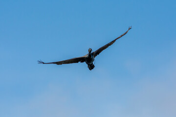 Great Cormorant