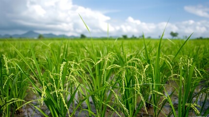 Obraz premium large rice field