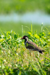 Red-wattled Lapwing