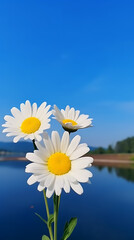 Flower Background