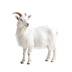 Obraz premium Angled view full body shot of an extremely perfect looking single Goberian animal isolated on a white transparent background