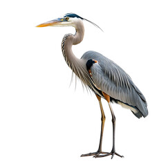 Fototapeta premium Angled view full body shot of an extremely perfect looking single Great Blue Heron animal isolated on a white transparent background