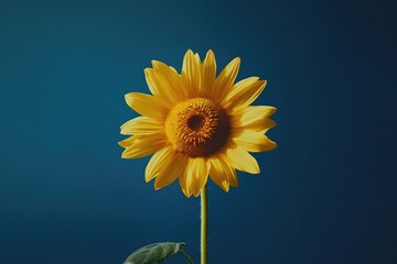 A single vibrant sunflower stands tall against a deep blue sky, showcasing its bright yellow petals and dark center.