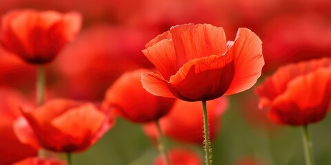Obraz premium A vibrant field of red poppies in full bloom, showcasing their delicate petals against a blurred green background.