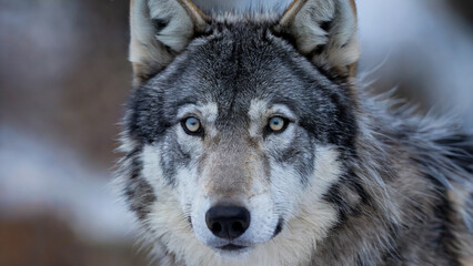 Fototapeta premium A sharp, detailed shot of a wolf’s face, its icy blue eyes filled with mystery and intensity against its thick gray fur.