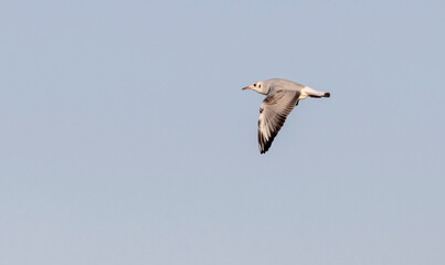 white river gull with a red beak in flight at sunset in autumn
