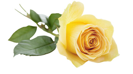 Fototapeta premium Roses, transparent background