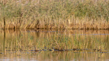 grass in the water in the middle of the lake against the backdrop of withered reeds
