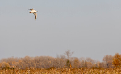 white river gull with a red beak in flight at sunset in autumn
