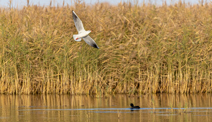 white river gull with a red beak in flight over a black duck in the lake at sunset
