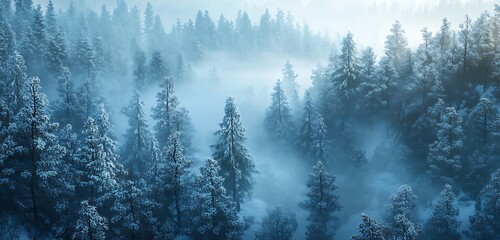 A deep winter forest with snow-dusted evergreens and a thin veil of fog