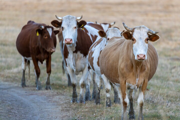 spotted cows with horns walk through an autumn field
