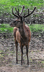 European red deer male on the lawn. Latin name - Cervus elaphus hippelaphus	