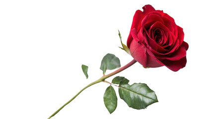 Fototapeta premium Roses, transparent background