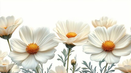 illustration of anthemis isolated on a white background anthemis