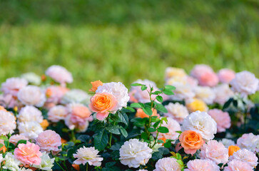 Roses flower in rose field agriculture farm, romantic image of beautiful flowers background with amazing colorful roses.