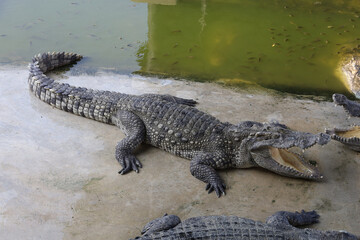 Close-Up of a Resting Crocodile by the Water