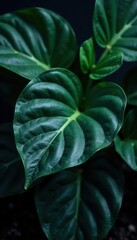 Fototapeta premium Close-up of dark, glossy exotic leaves in a mysterious setting, mysterious, dark
